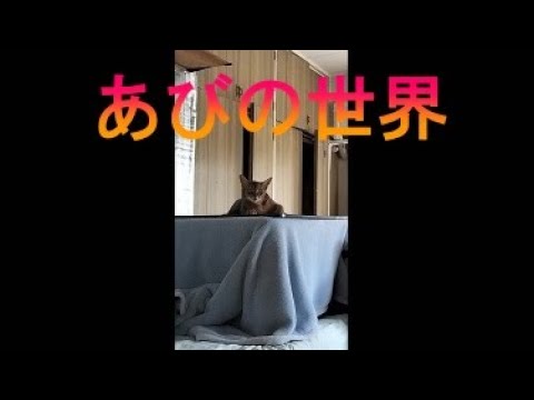 ネコ動画あび＃1826　あびの毎日　アビシニアン　あび
