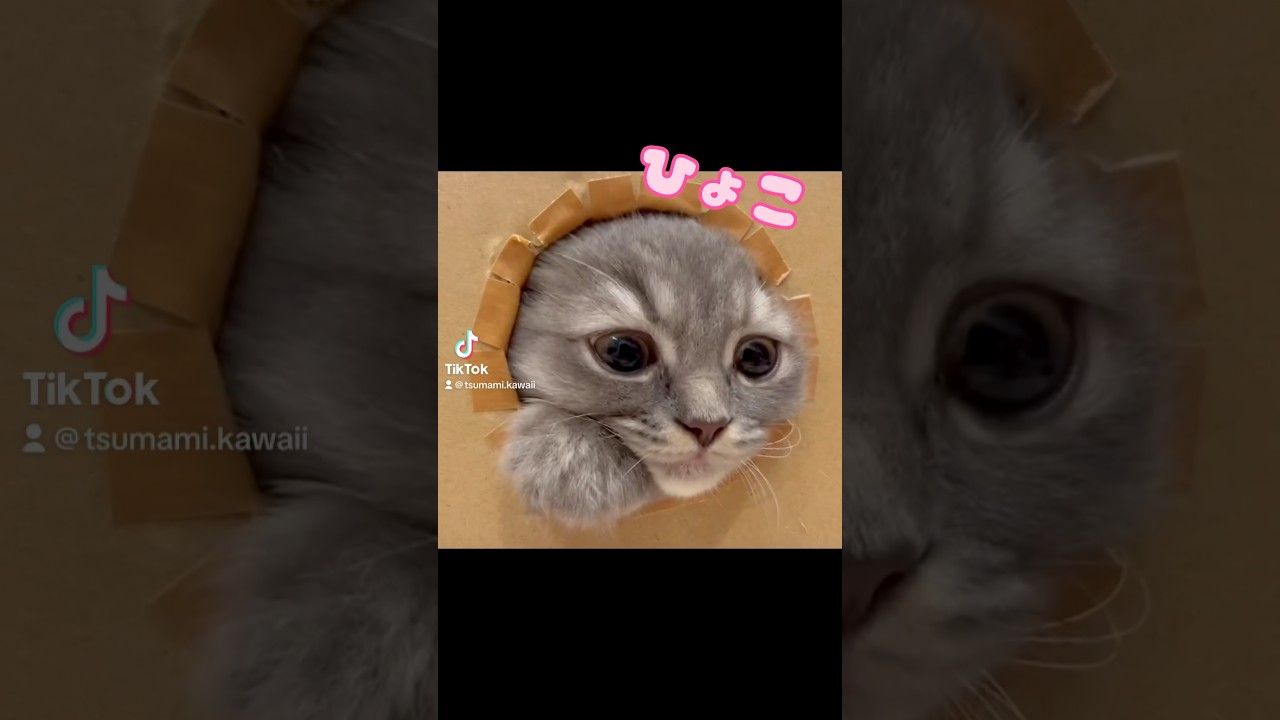 子猫が穴からヒョコっ♡可愛すぎ！　 #つまみちゃん #ラガマフィン #かわいい #猫 #cat #子猫 #おすすめ #かわいい #shorts