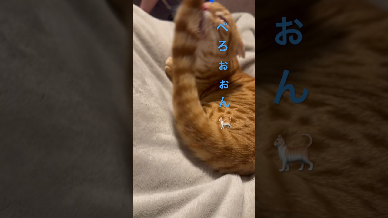 尻尾の先まで入念にキレイキレイするコモ🐈 #キンカロー #猫 #cat #catlover #catlovers #catvideo #고양이 #子猫 #猫のいる暮らし #catvideos
