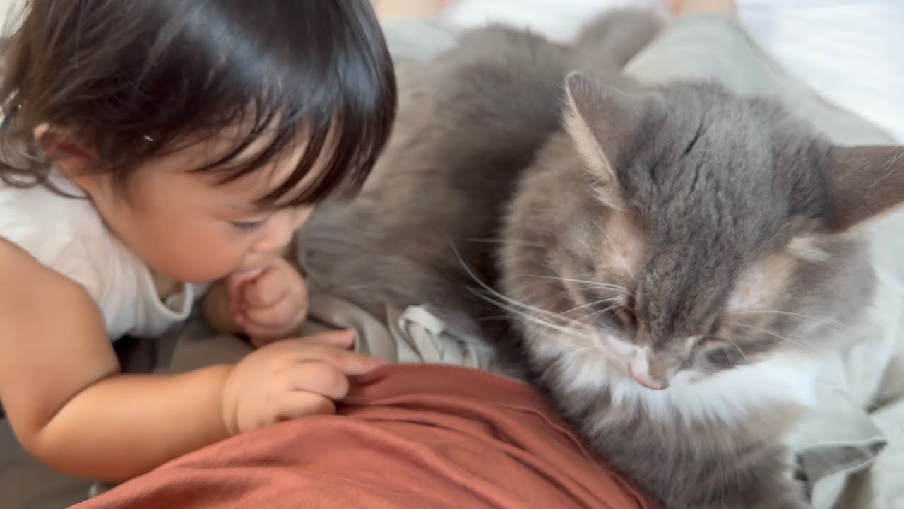 赤ちゃんと場所の取り合いをする猫　ノルウェージャンフォレストキャットA cat competing for space with a baby. Norwegian Forest Cat.