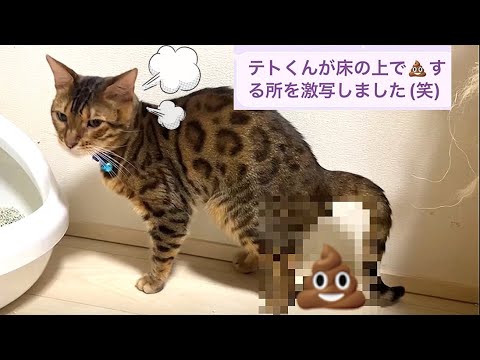 【悲報】父猫がペットシッターさんにうんうん💩を見せつけています…