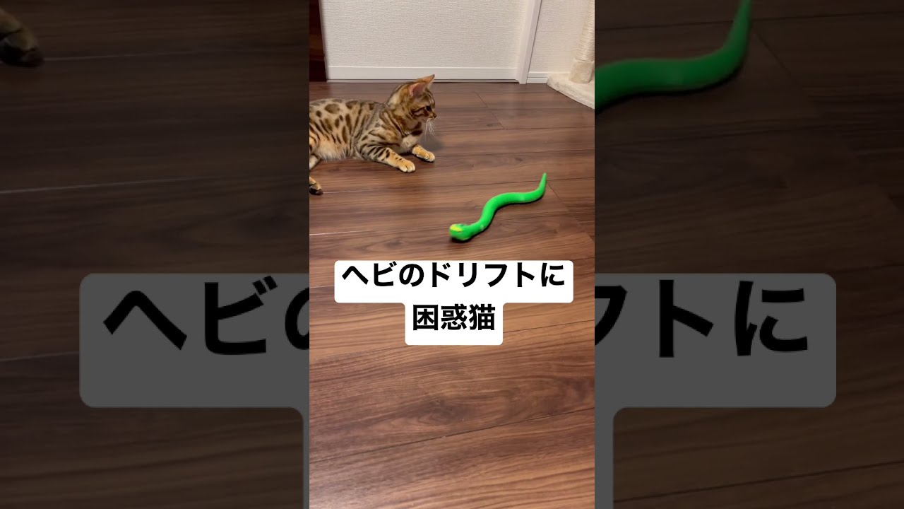 【頭文字C】ドリフトするヘビのおもちゃに困惑するベンガル猫【InitialCat】