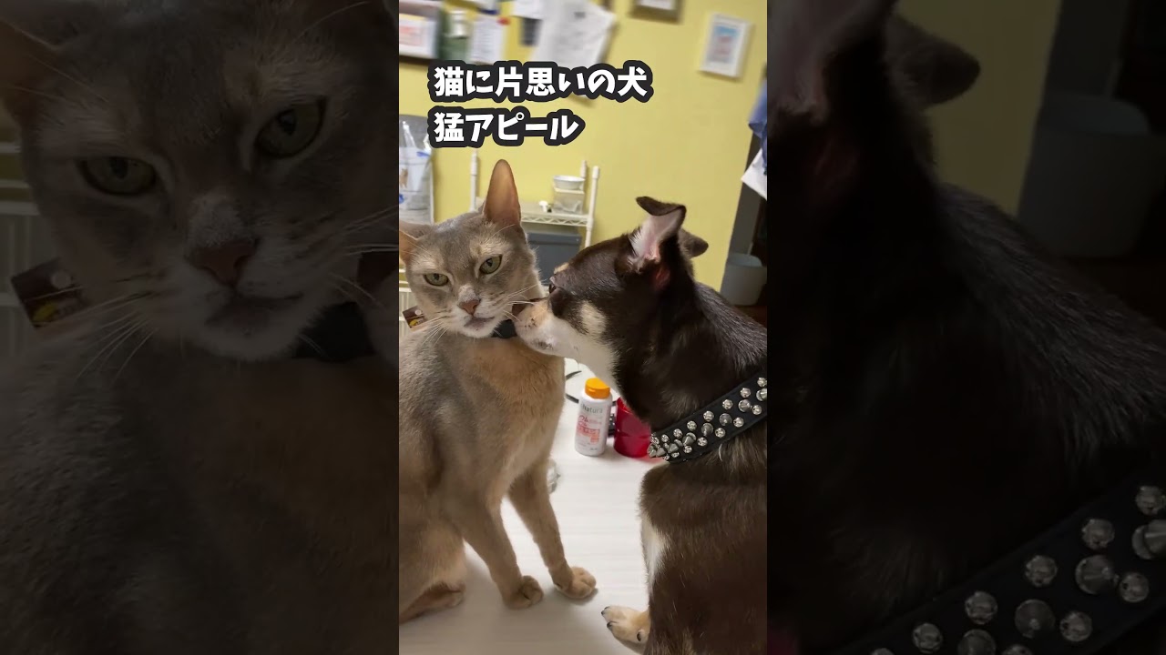 (アビ&チワワ) 猫に片思いの犬 猛アピール #shorts