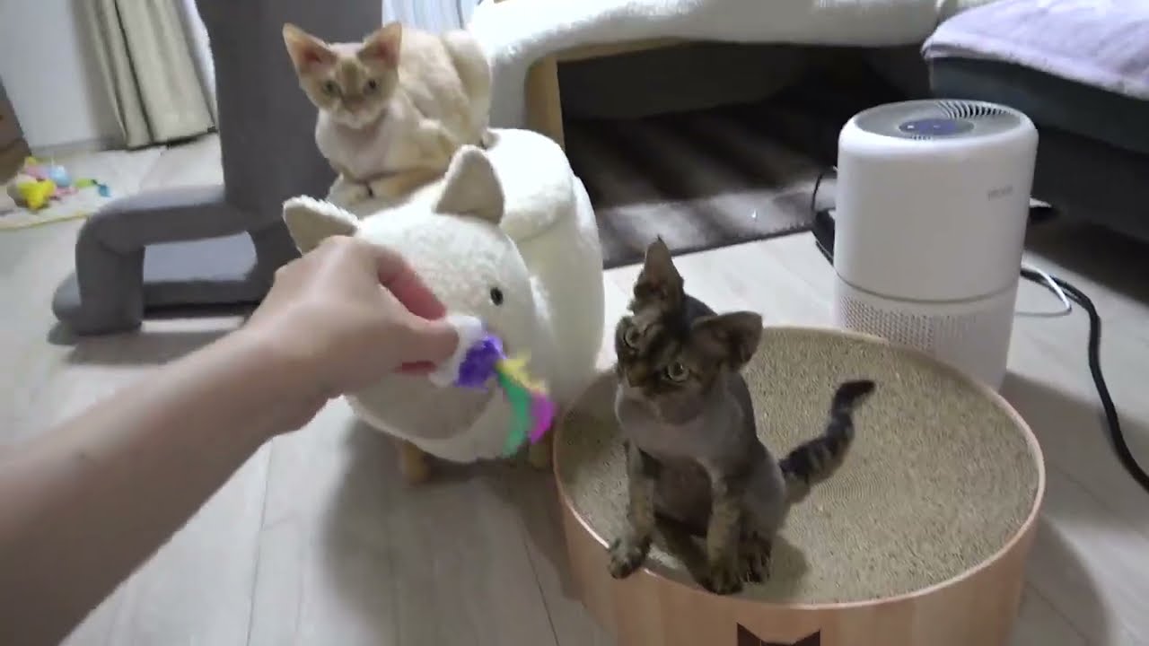 デボンレックス兄弟の頭フリフリが可愛いです(Synchronized head movements of Devon Rex brothers are so cute)