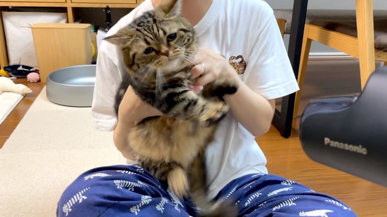 ドライヤー嫌いな猫の本気がすごすぎた…