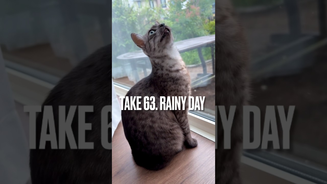 #雨の日 は挙動不審にゃ😅#雨だれ #猫 #エジプシャンマウ #rainyday #shorts