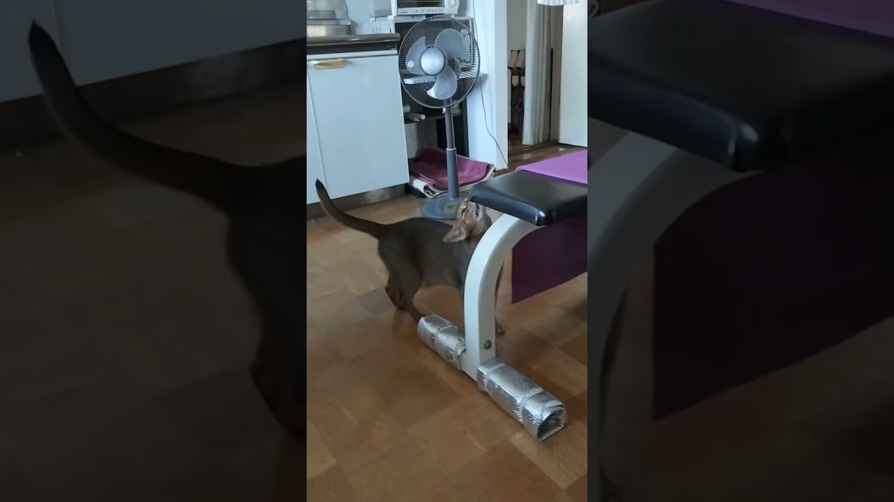 ネコ動画あび＃1794　#shorts　あびの毎日　アビシニアン　あび
