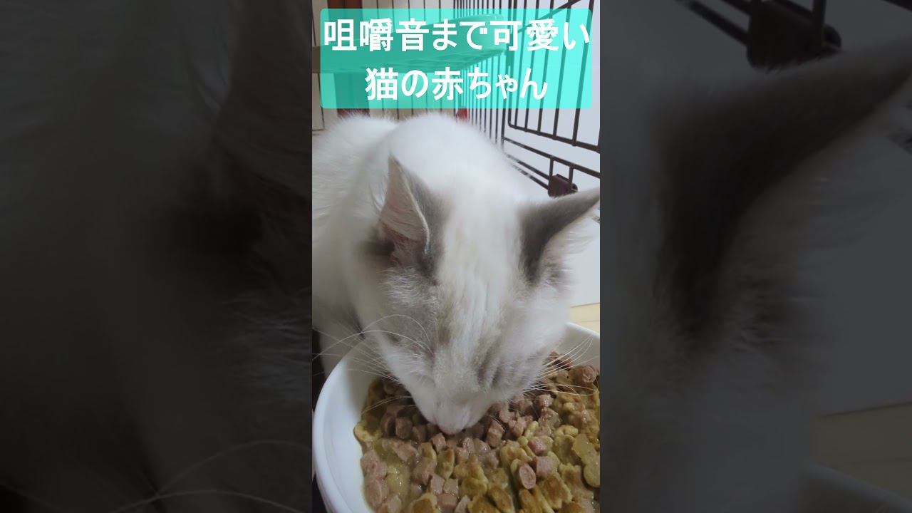 咀嚼音まで可愛かった #ラグドール #ragdoll #こねこ #kitty #ブルーポイントバイカラー #心地よい音 #咀嚼音