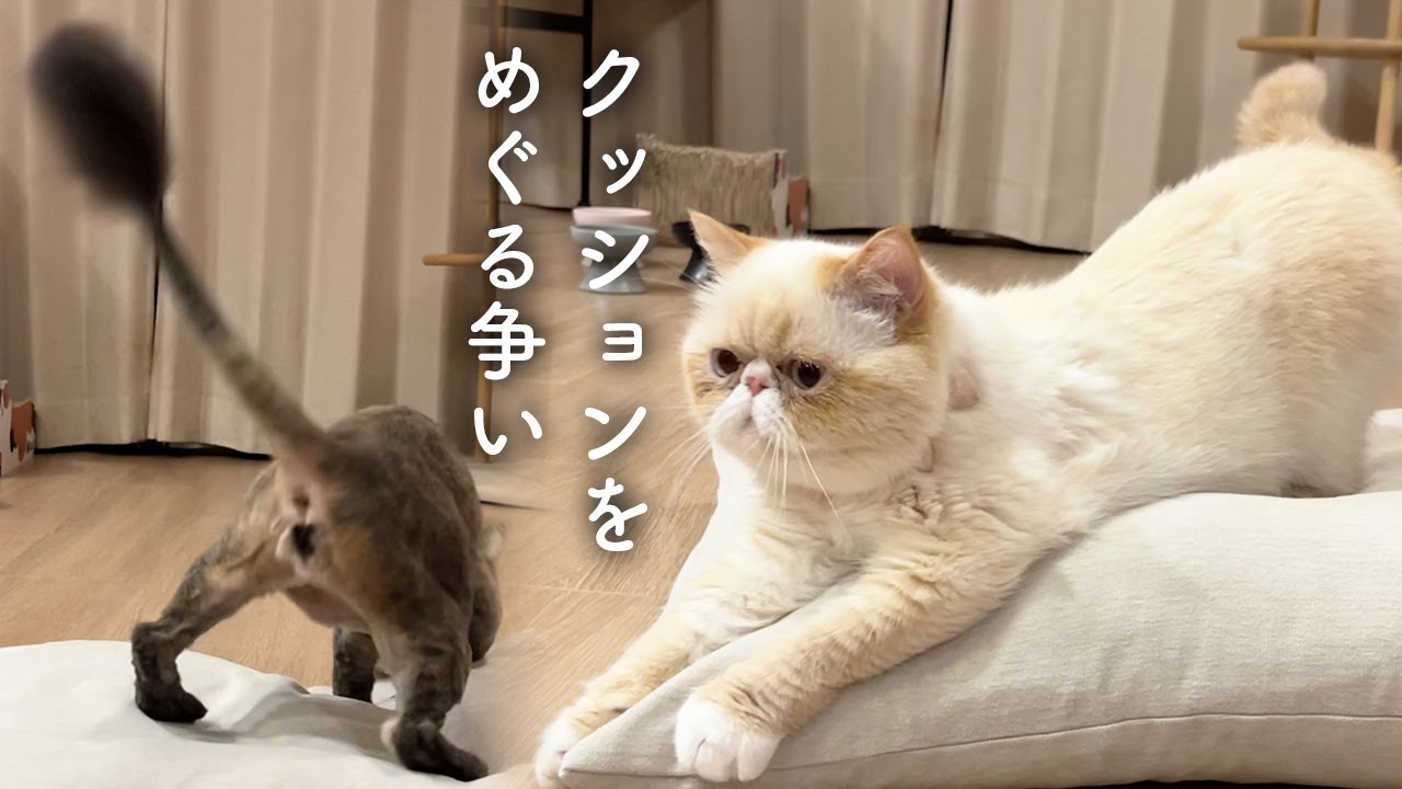 クッションを巡る２匹の猫さんの争い。エキゾチックロングヘアのはまちとエキゾチックショートヘアのしらす。