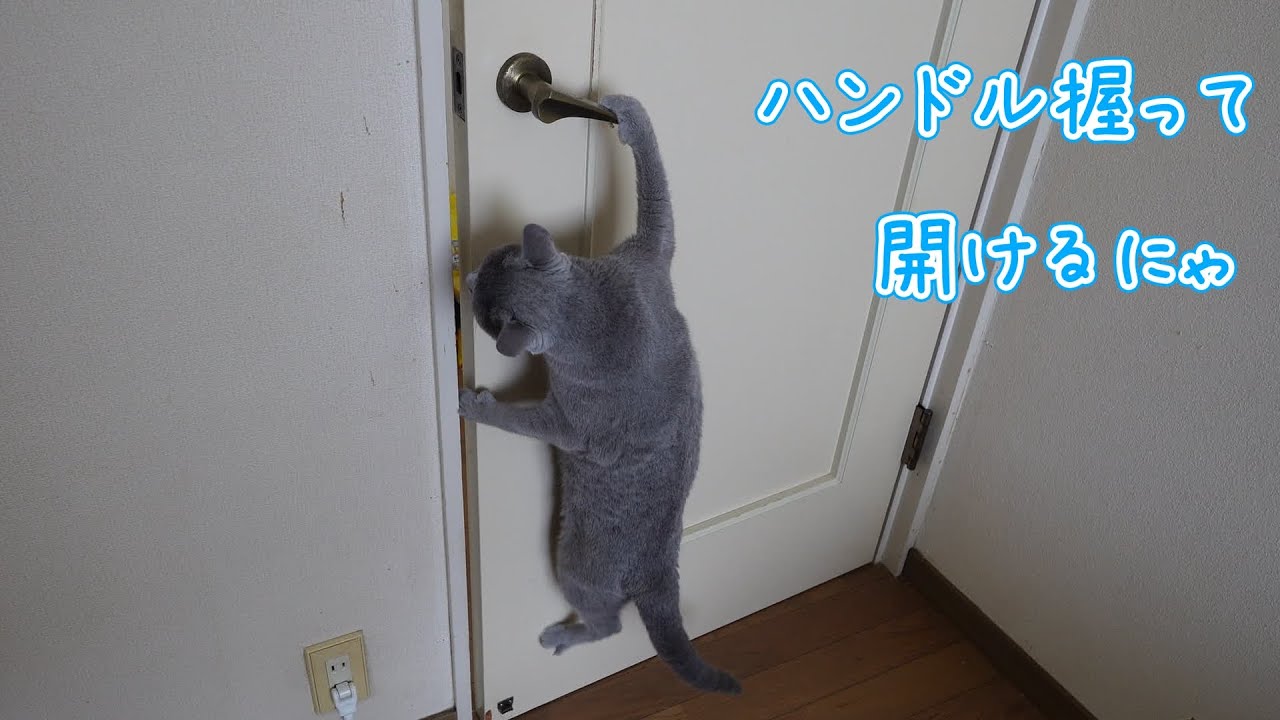 【猫動画】ドアを開ける猫【ロシアンブルー】