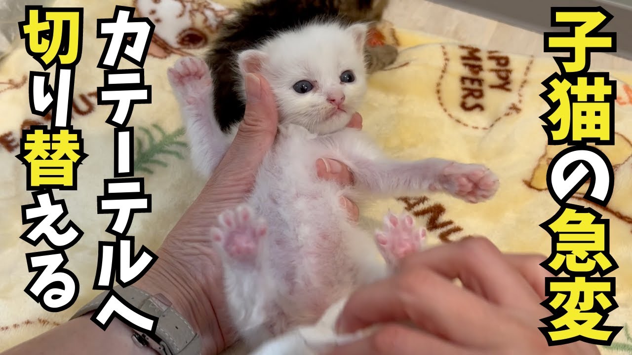 生後３週間の子猫。急変。ミルク飲まない。カテーテルへ切り替える