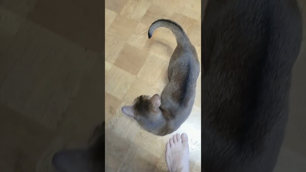 ネコ動画あび＃1796　#shorts　あびの毎日　アビシニアン　あび