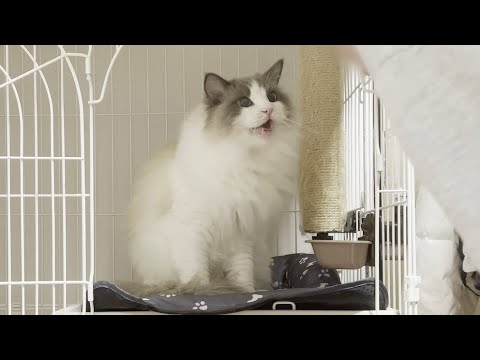 ケージのお水を取り替えようとすると激怒してくるラグドール猫が怖すぎたw