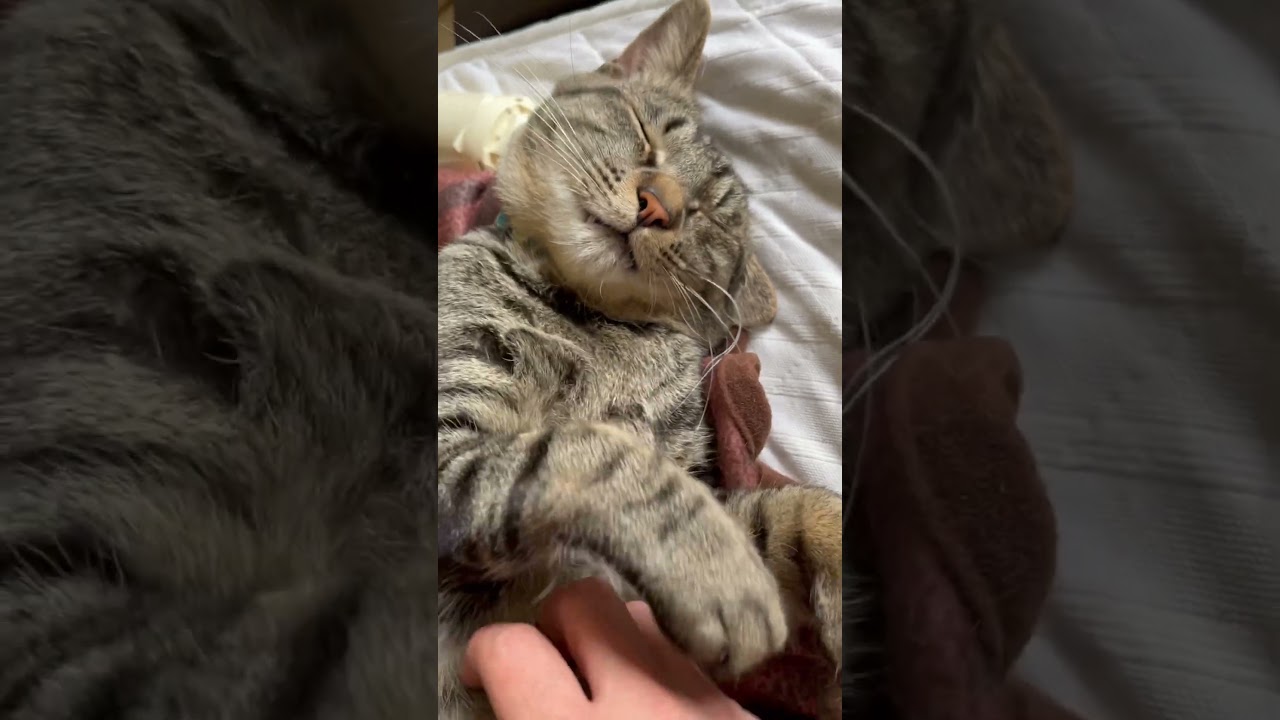 爆睡中の猫を起こしてみた　#shorts #cat #猫 #kitten #kitty #爆睡 #起こす