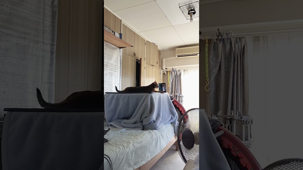 ネコ動画あび＃1802　#shorts　あびの毎日　アビシニアン　あび