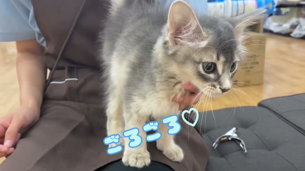 【 ソマリ 】パパがチャンピオンの良血統のイケにゃん！