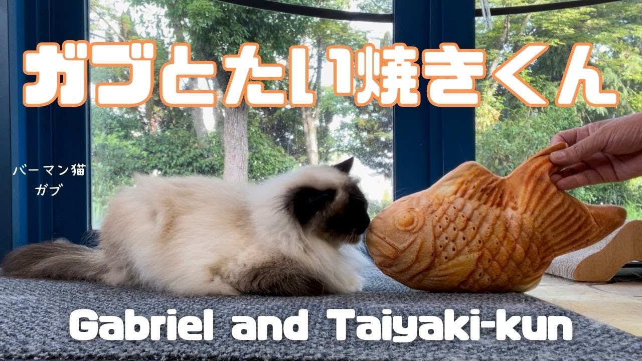 バーマン猫ガブ【ガブとたい焼きくん】Gabriel and Taiyaki-kun（バーマン）Birman/Cat