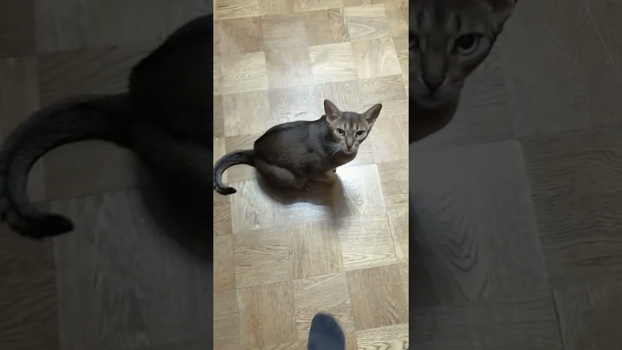 ネコ動画あび＃1788　#shorts　あびの毎日　アビシニアン　あび