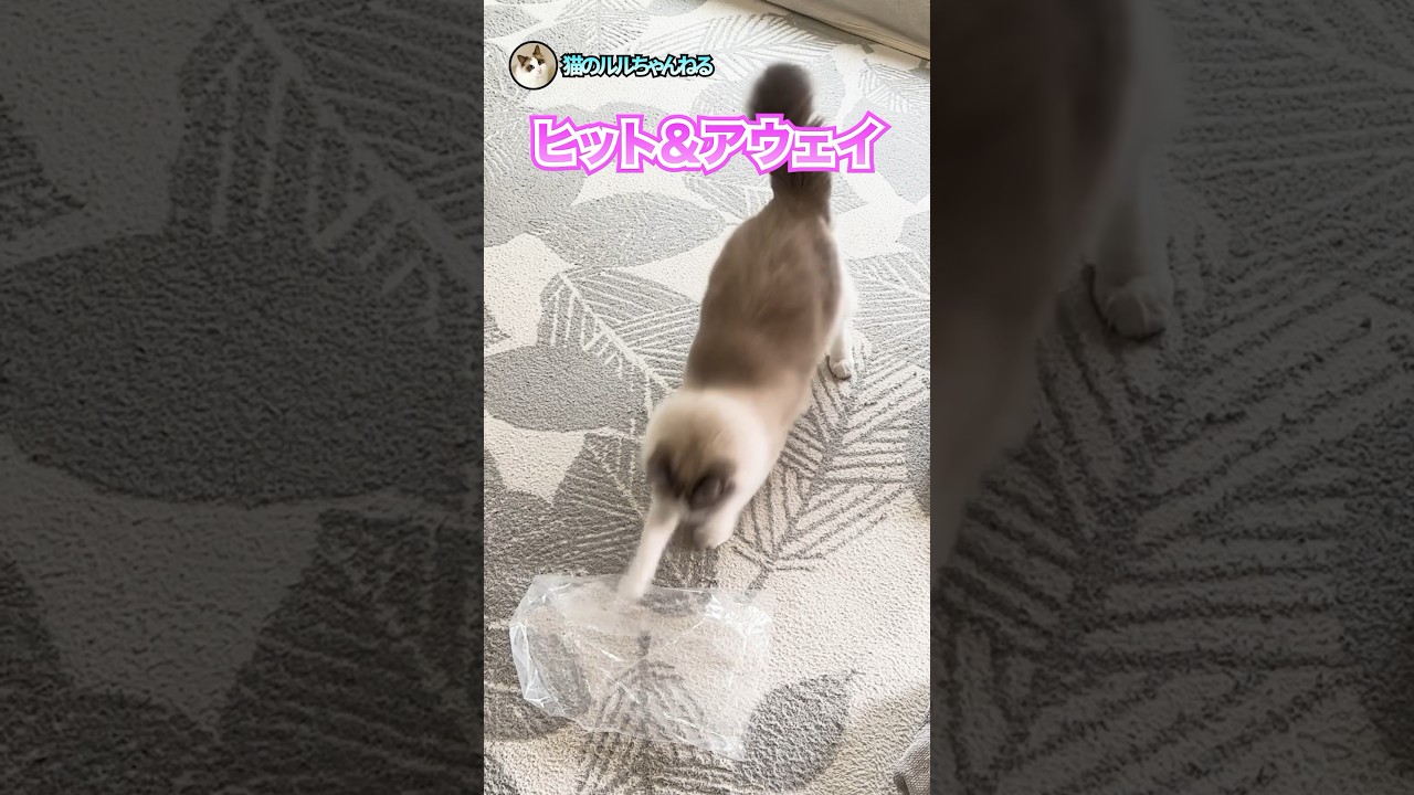 パンチする動きがプロボクサーな猫　#ラグドール