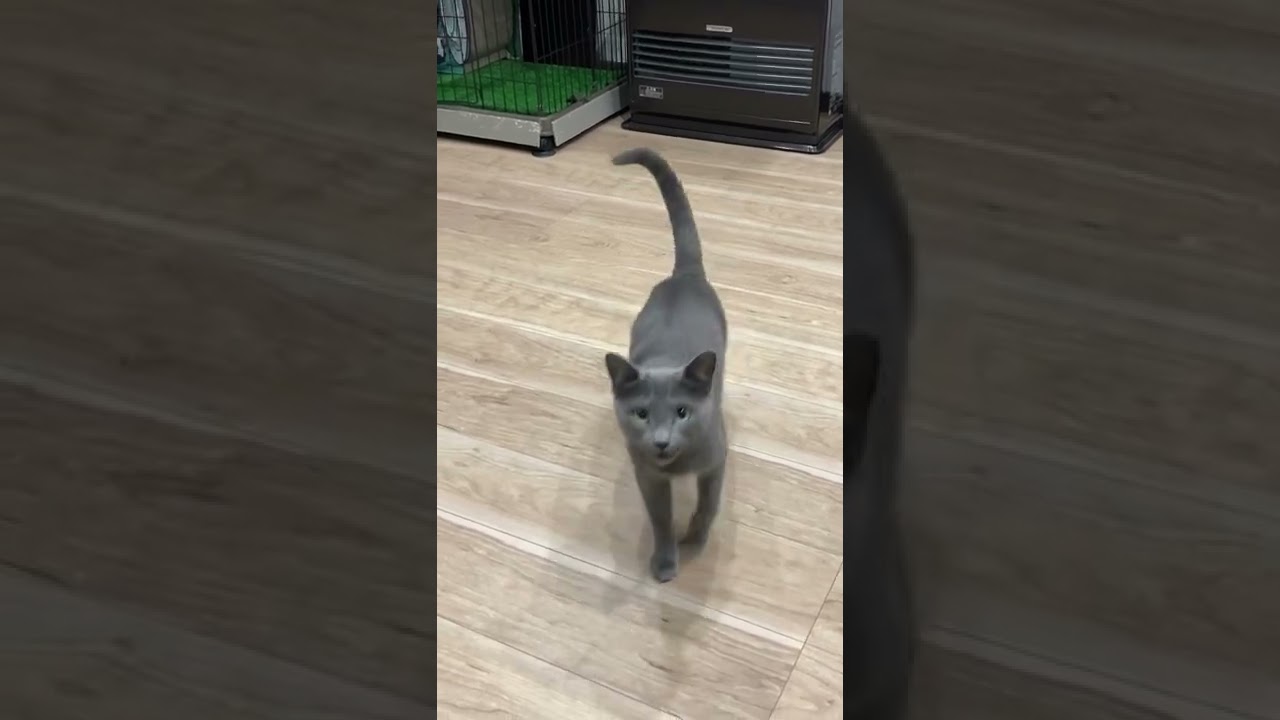ロシアンブルーに猫語で話しかけたら…#shorts