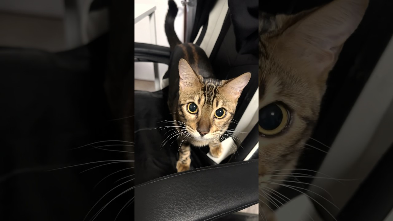 猫あるあるpart.1【子猫】#shorts #cat #ベンガル