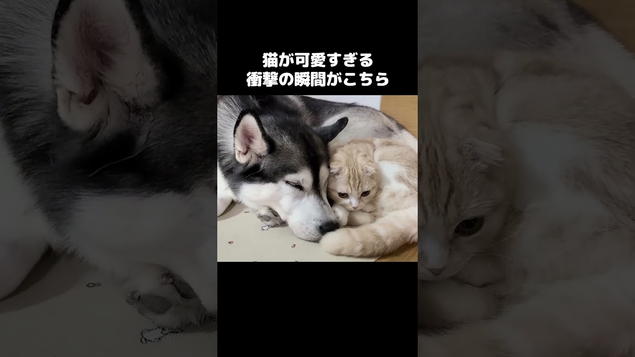猫の行動が可愛すぎる衝撃の瞬間がこちら...#shorts