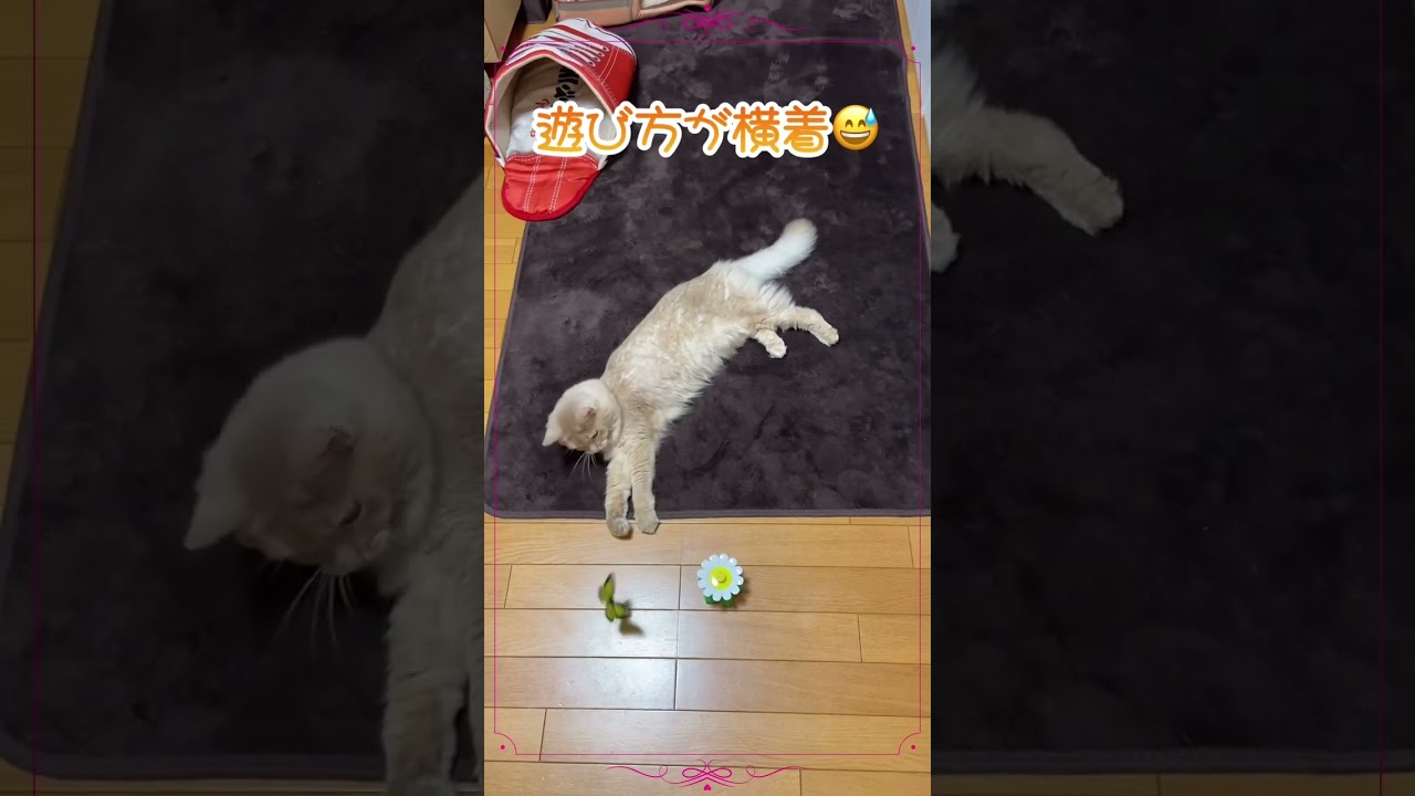 テンション下がりながら遊ぶ猫。#shorts #猫 #ソマリ