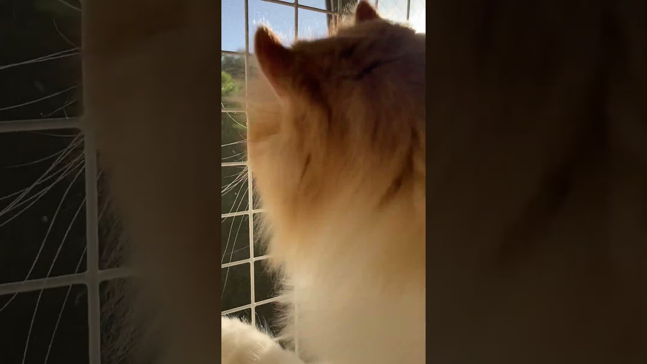 お友達が来たぁ～ #shorts  #猫 #アメリカンカール #cat