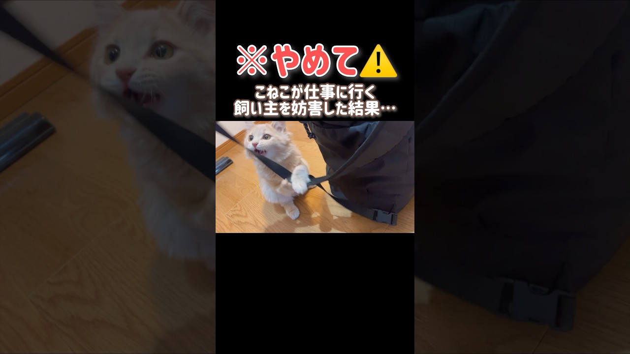 【やめて🐈】こねこが仕事に行こうとする飼い主を妨害した結果…👨‍💼💦