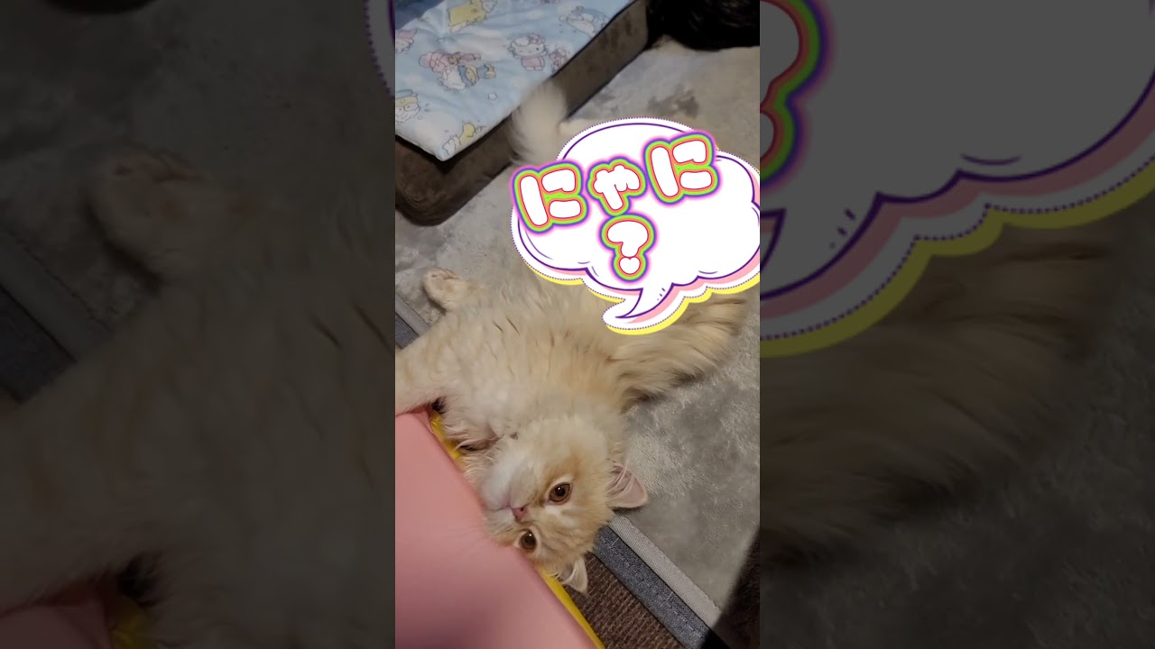 ついつい見ちゃう😺　#shorts  #猫 　#ラガマフィン