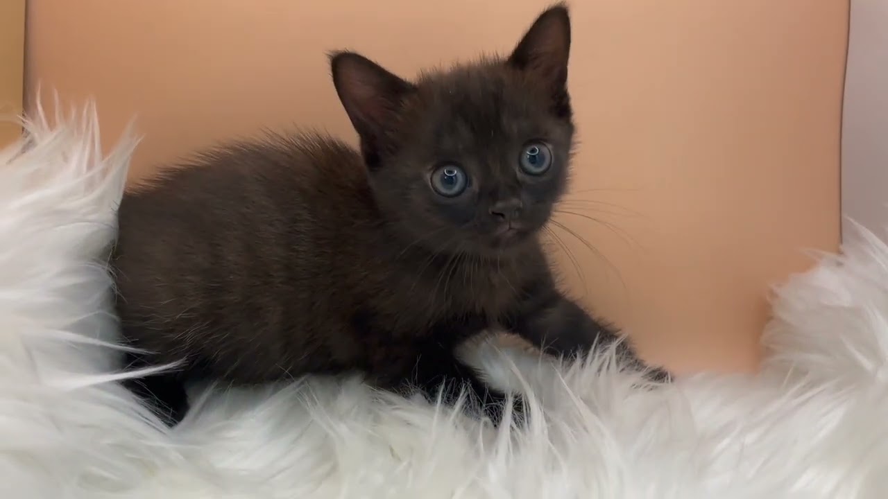 ボンベイ 【ブラック】吸い込まれそうな瞳のボンベイ兄妹✨