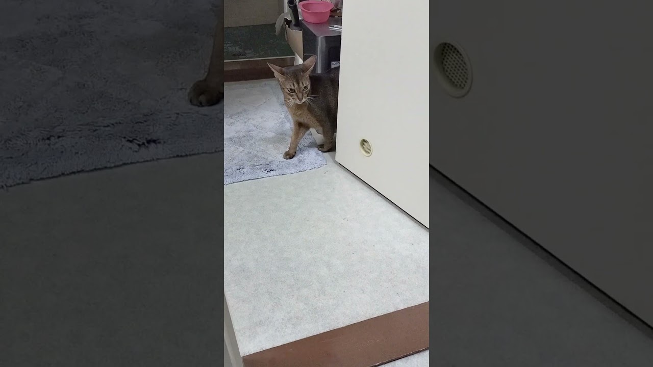 ネコ動画あび＃1804　#shorts　あびの毎日　アビシニアン　あび