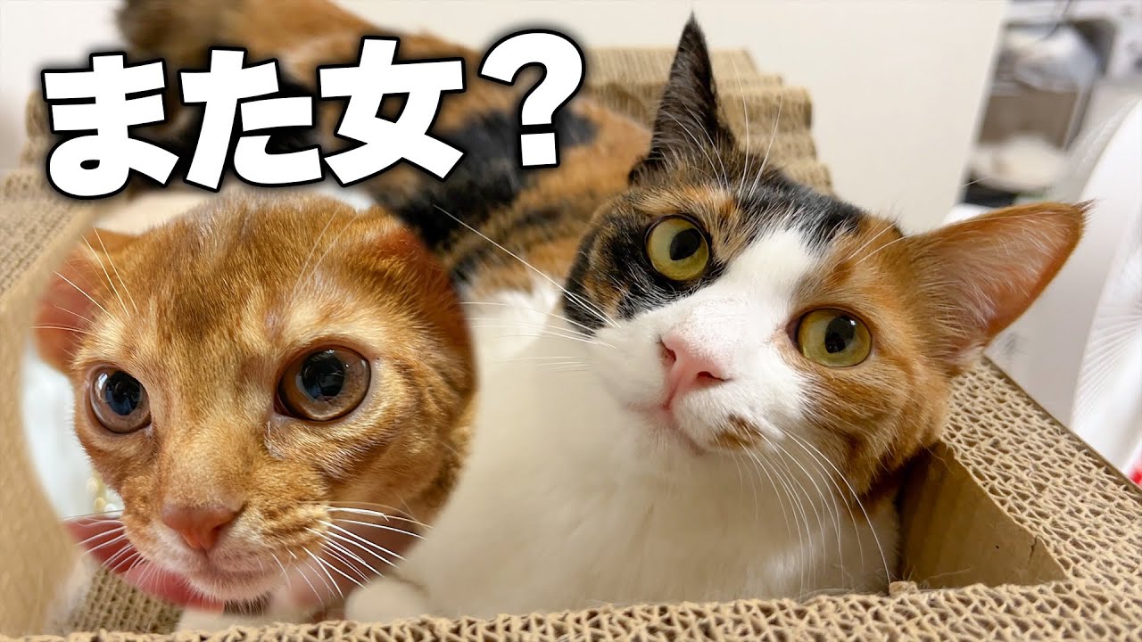 なんか実家に猫増えたらしいね