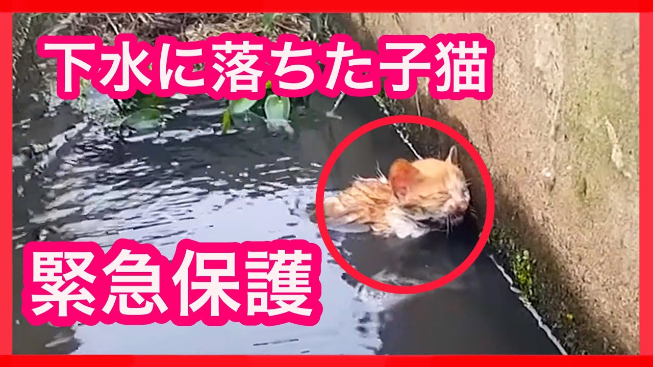 保護猫 下水に落ちた子猫