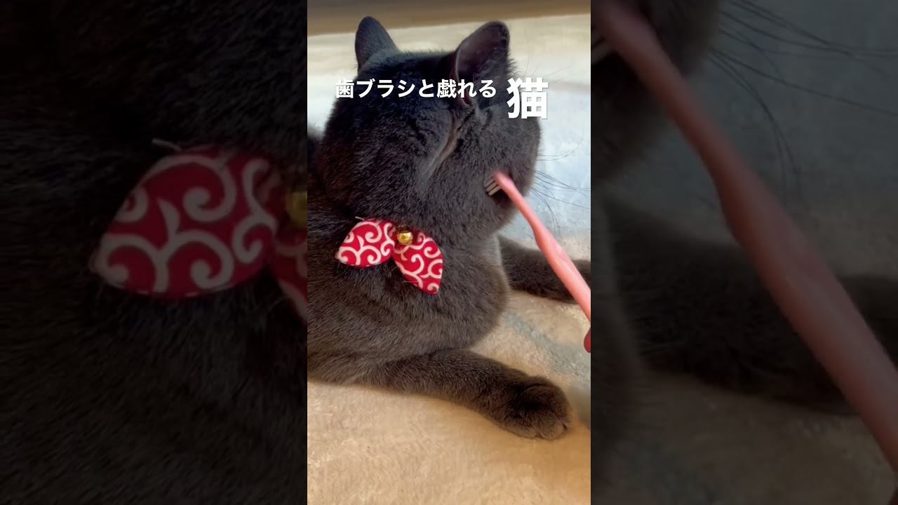 歯ブラシと戯れる猫が可愛い #shorts #猫 #ブリショー #ブリティッシュショートヘア
