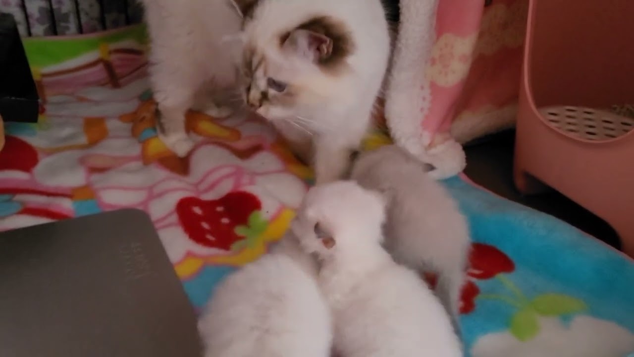 今日のバーマンの子猫