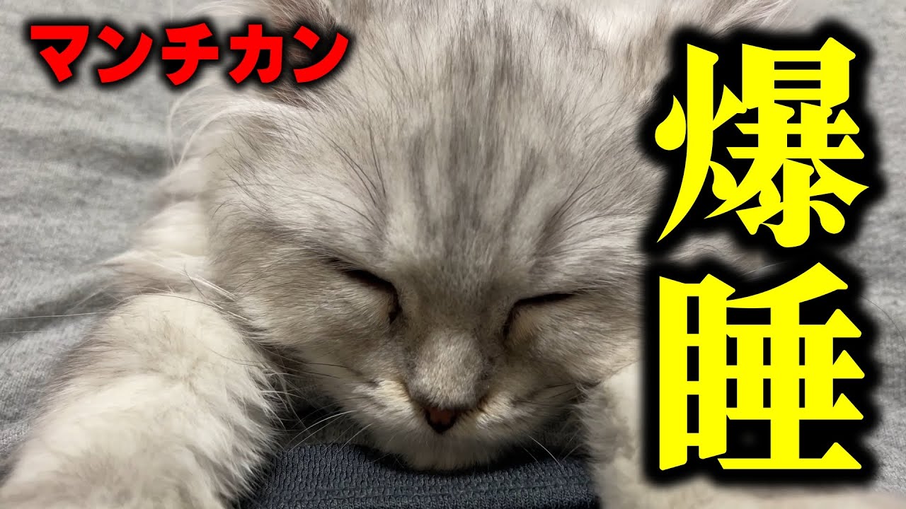 寝てる姿が可愛すぎるマンチカンの子猫