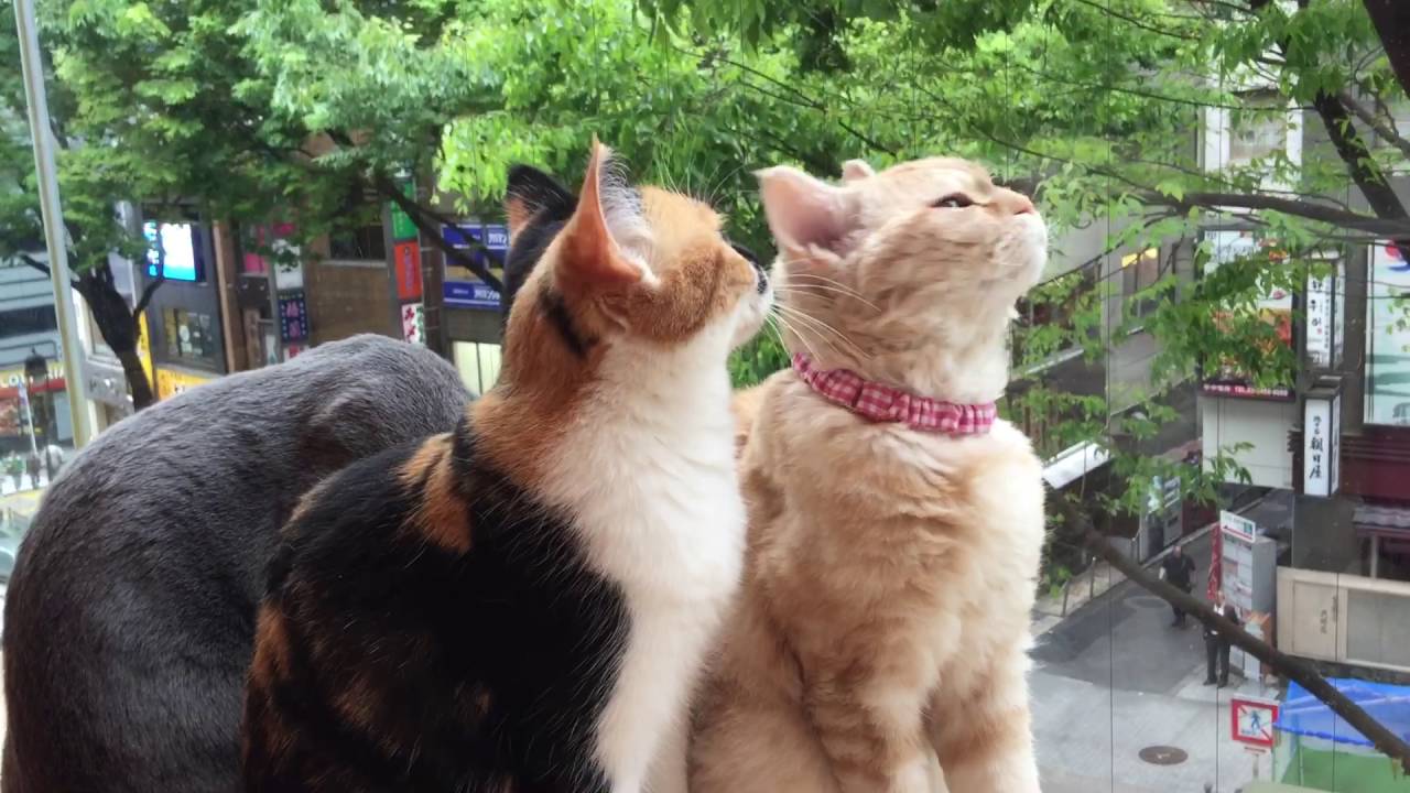 知ってますか？セルカークレックスって種類の猫