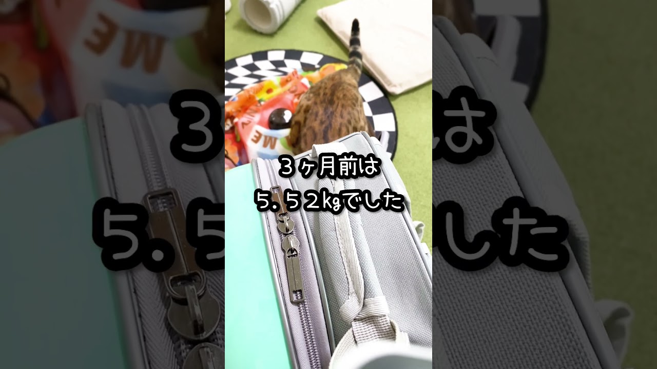 重くなったベンガル猫 の体重 を量ったら・・・ #shorts
