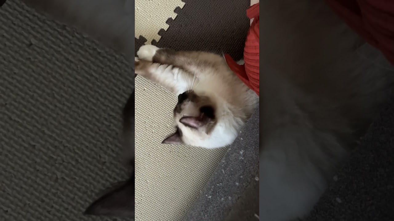 ソファーの下で遊ぶ子猫のとこちゃん #ragdoll #kitten #ラグドール #子猫 #ねこのいる生活