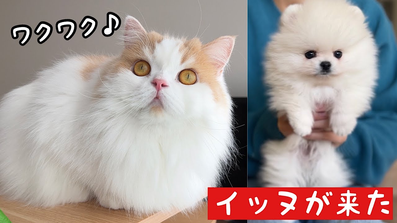 子犬が家に来てワクワクしてる猫が可愛すぎた！【成長記録02】