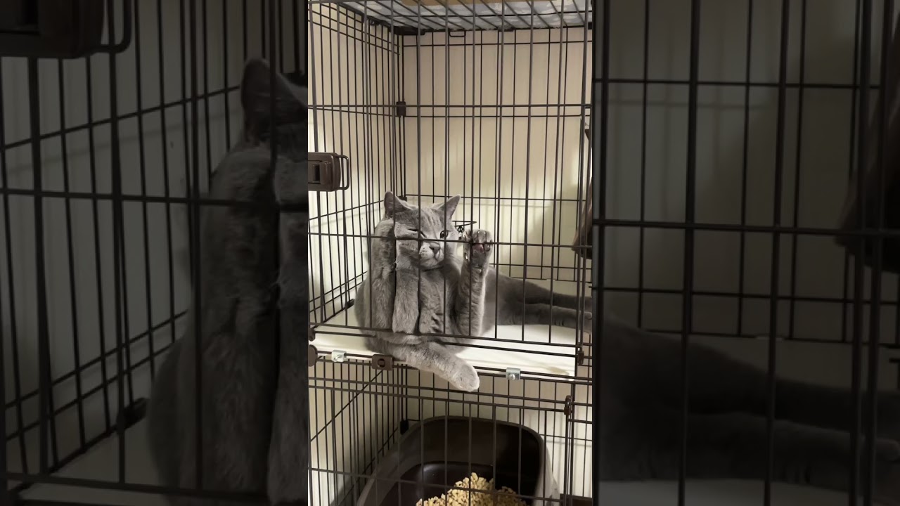 [シャルトリュー]出してくださいとせがむ猫w #cat #猫 #シャルトリュー #chartreux