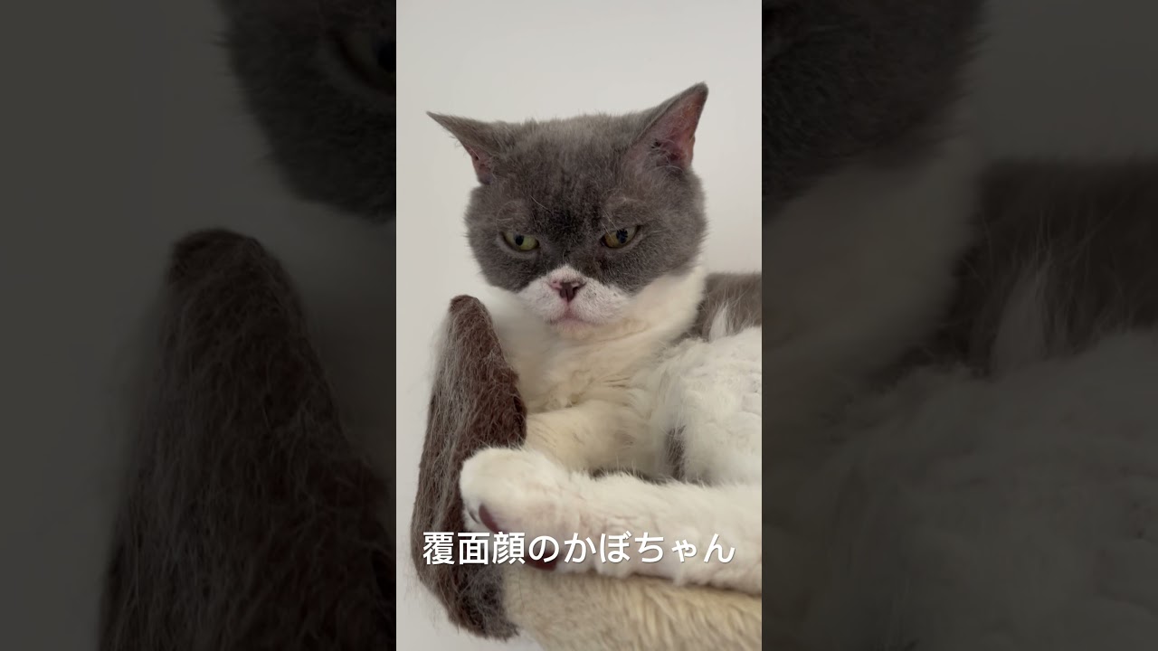 セルカークレックスのかぼちゃん　覆面猫