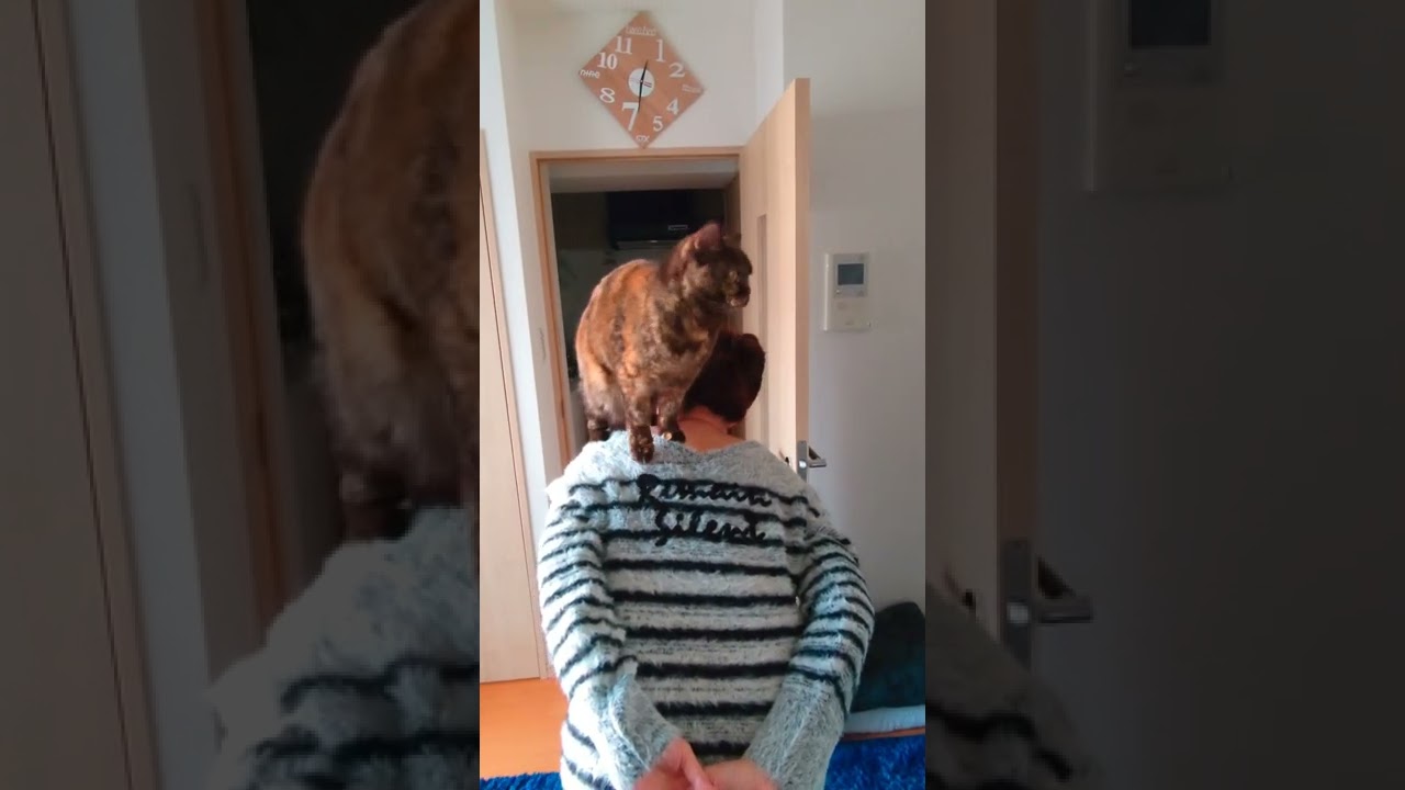 抱っこよりおんぶが好きにゃ～(=^・^=)＃ブリティッシュショートヘア＃shorts