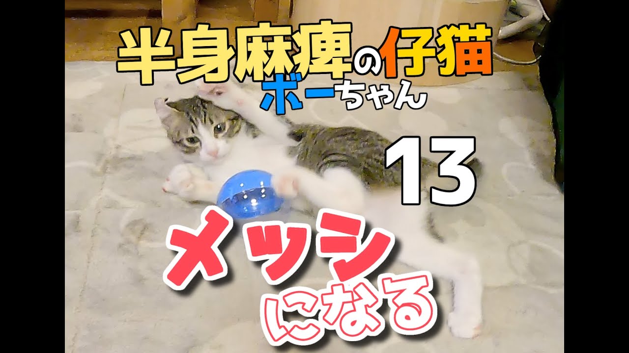 【畑に捨てられた子猫のその後】ボーちゃんが歩けるようになるまでの軌跡13