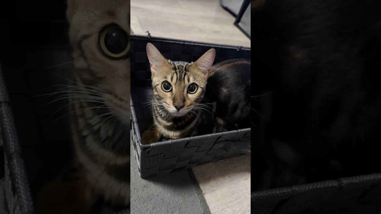 気に入りすぎて出てこなくなっちゃった子猫 #shorts #cat #ベンガル