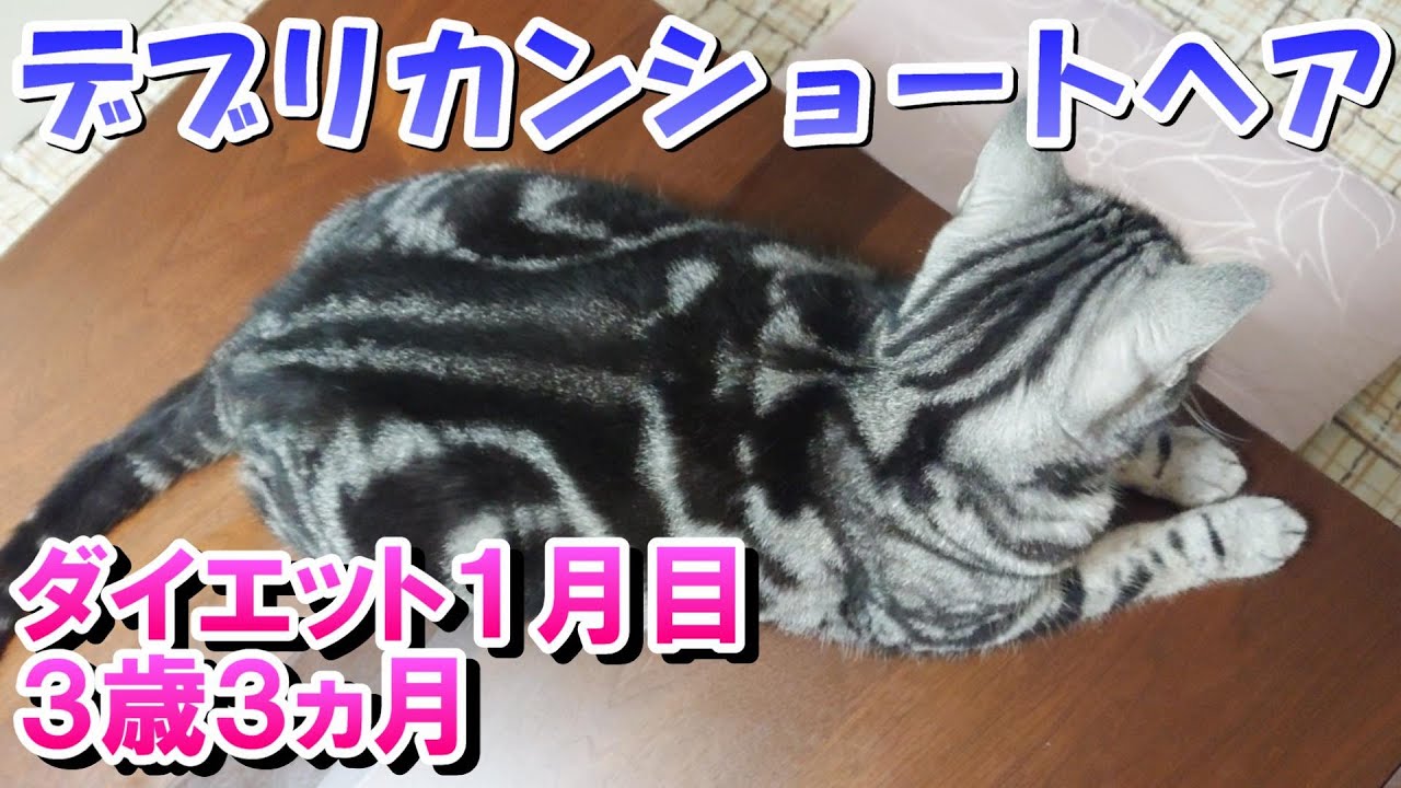 でぶねこダイエット１月目の経過（アメリカンショートヘア３歳３ヵ月）
