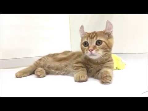 とっても珍しいキンカローの男の仔☆