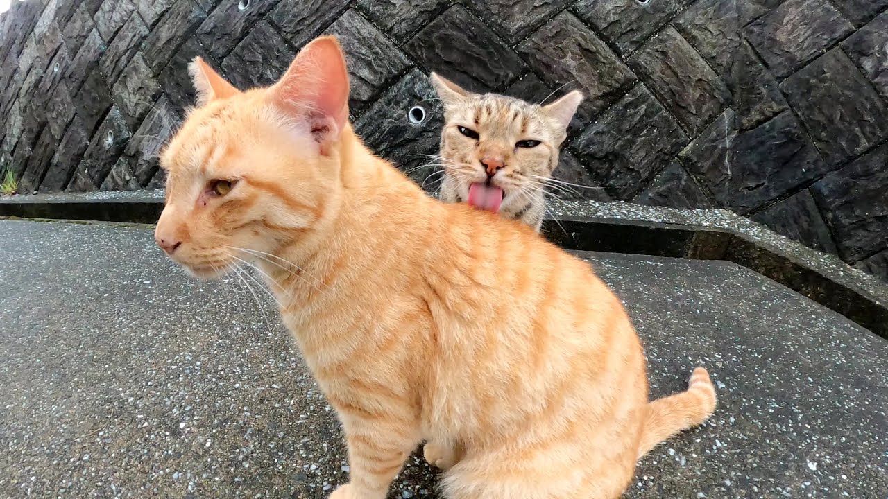 ベンガル猫が雨に濡れた茶トラ猫を心配してグルーミングしてあげる