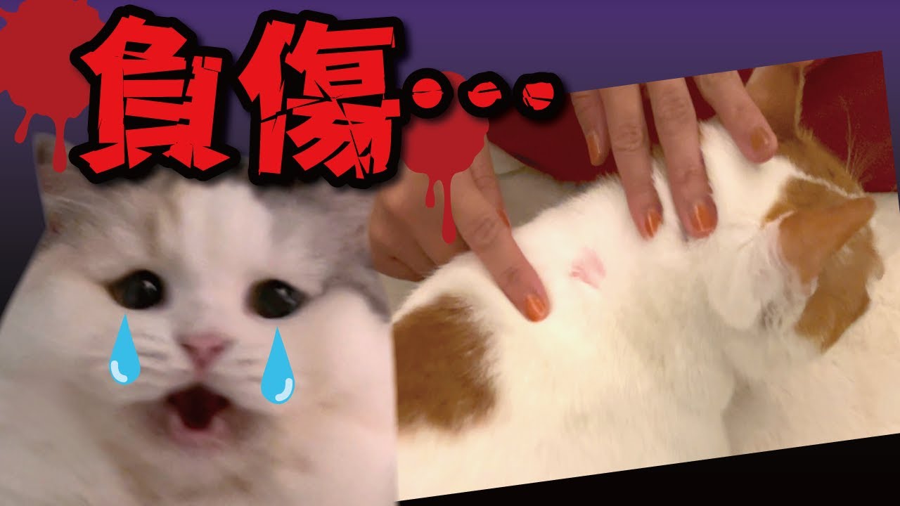 先住猫が負傷しました…【関西弁でしゃべる猫】